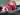 Dickcock29
